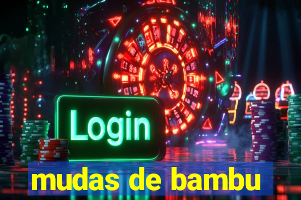 mudas de bambu